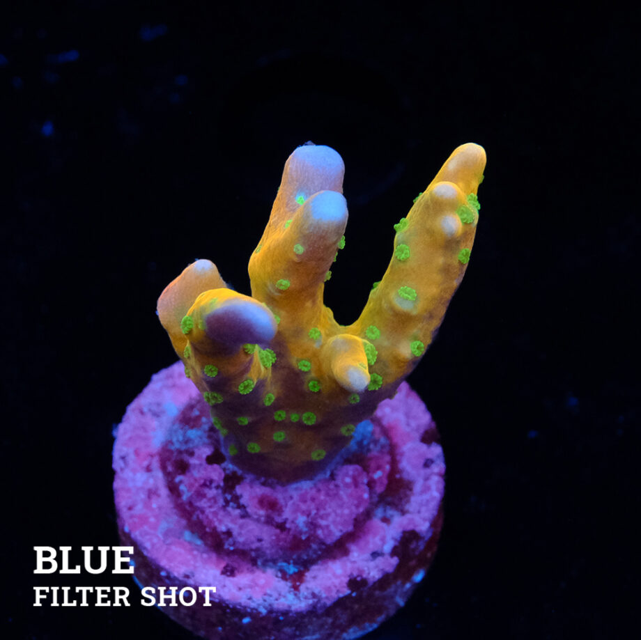 Anacropora 'Tropicana
