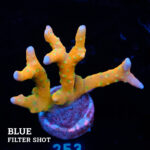 Anacropora 'Tropicana