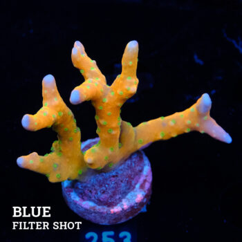 Anacropora 'Tropicana