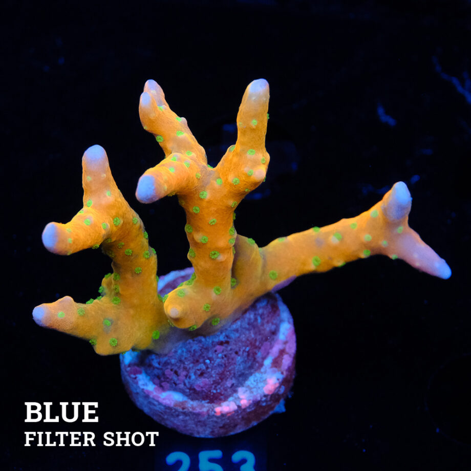 Anacropora 'Tropicana'