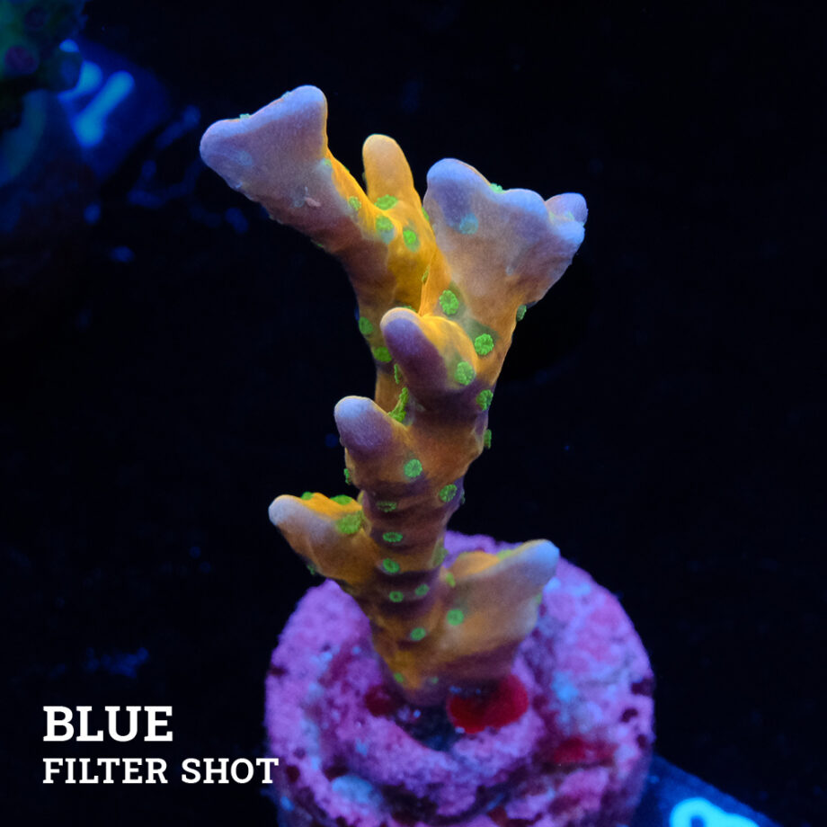 Anacropora 'Tropicana