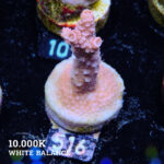 Acropora Millepora B-Ware
