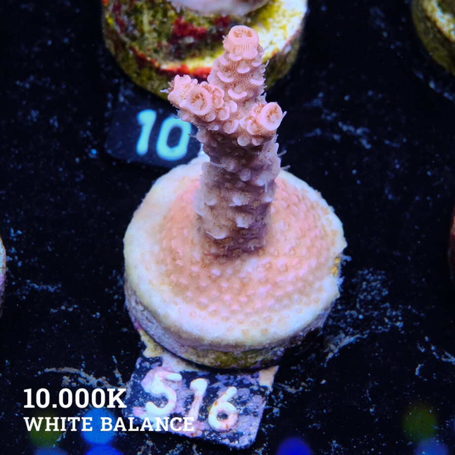 Acropora Millepora B-Ware