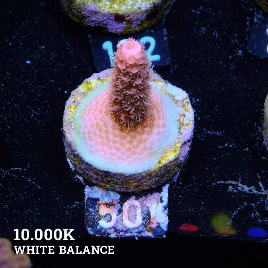 Acropora Millepora 'Pink' B-Ware