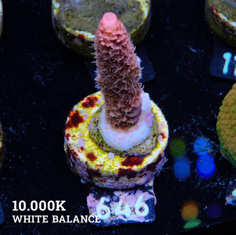 Acropora Millepora 'Rosa