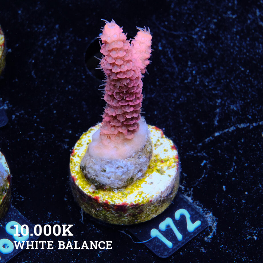 Acropora Millepora 'Pink'