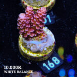 Acropora 'Fluo Bicolor