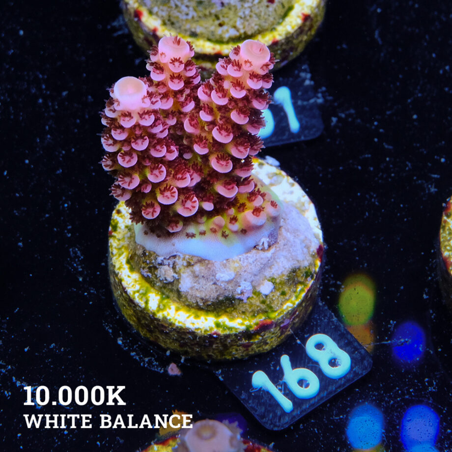 Acropora "Fluo Bicolor