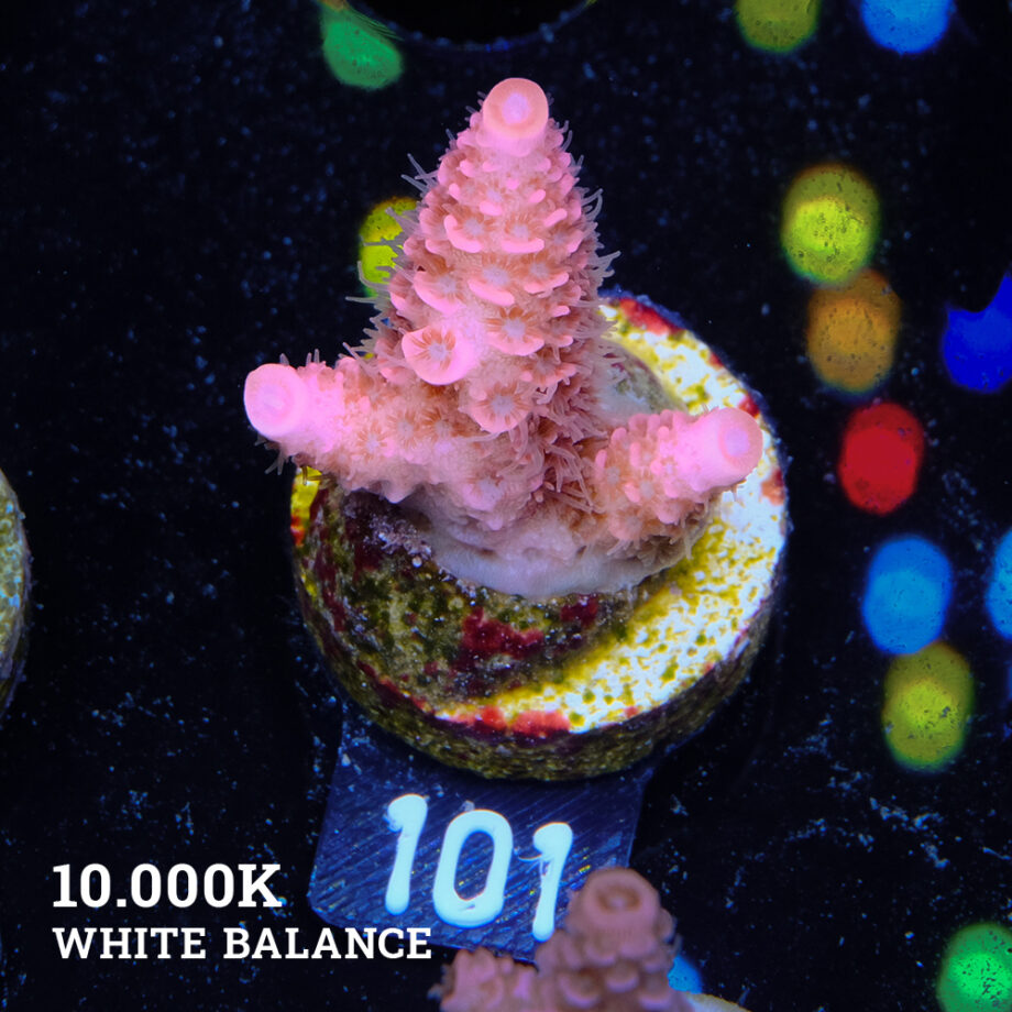 Acropora Millepora 'Pink