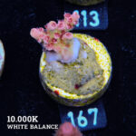 TK Red Lavender S