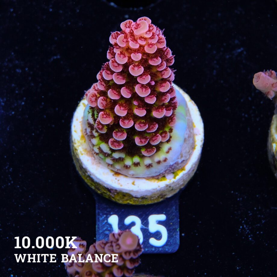 Acropora "Fluo Bicolor