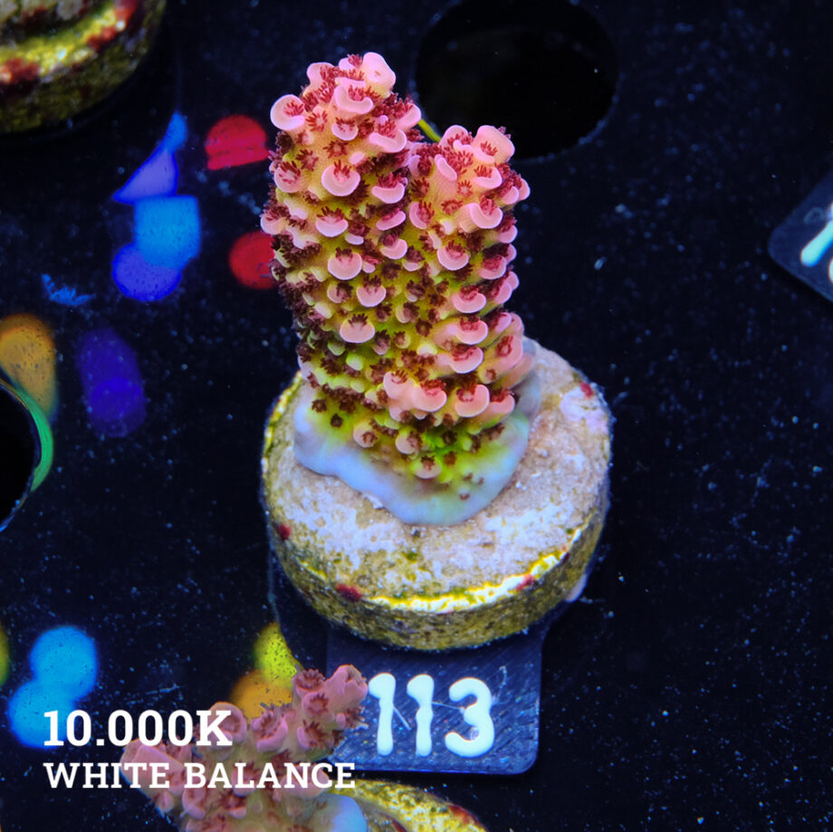 Acropora 'Fluo Bicolor'