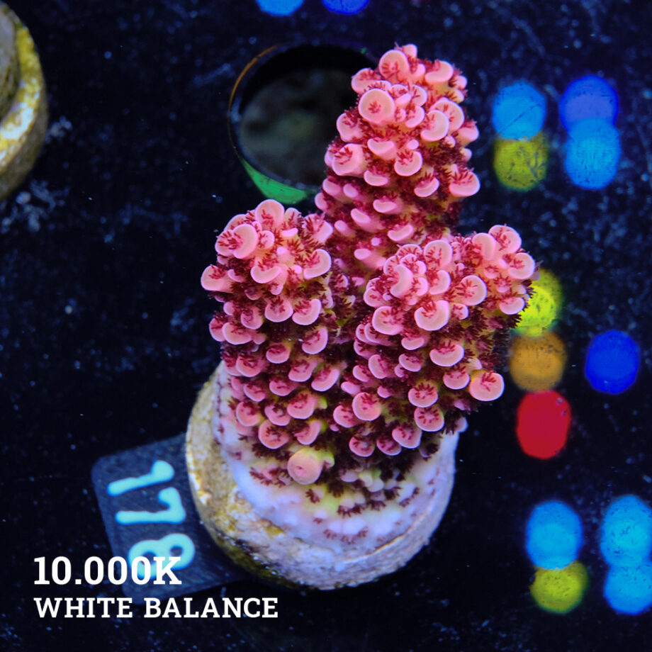 Acropora 'Fluo Bicolor