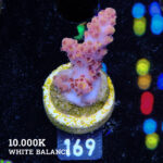 Acropora Rosaria 'Orange Tips'