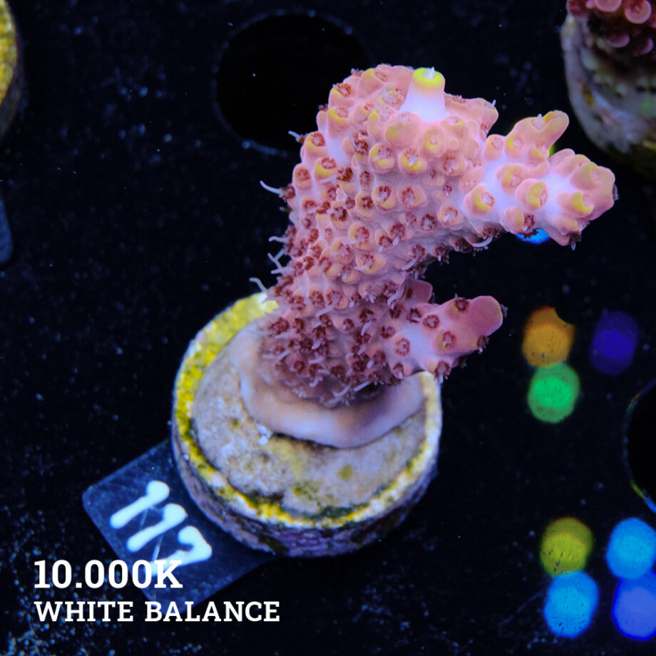 Acropora Rosaria 'Orange Tips'