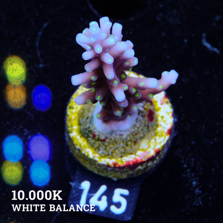 Acropora Carduus 'Tricolor'