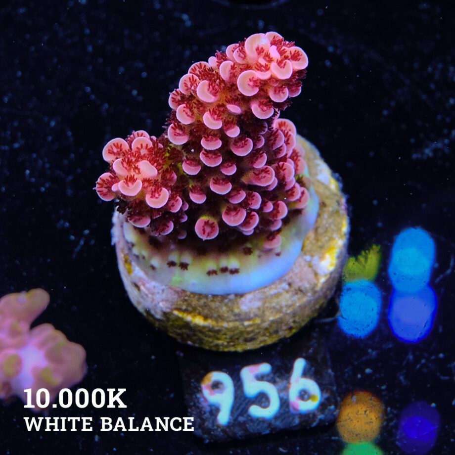 Acropora 'Fluo Bicolor'