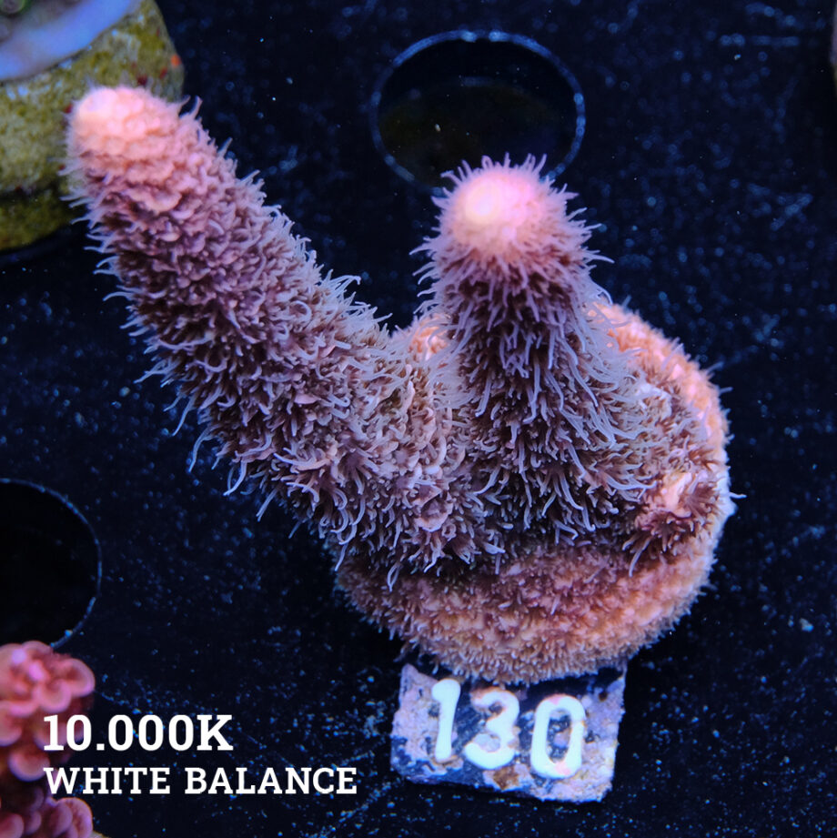 Acropora Millepora 'Pink'