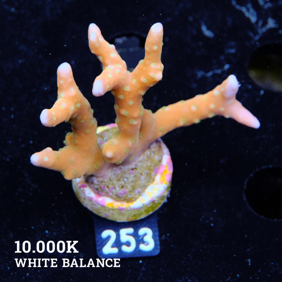 Anacropora 'Tropicana'