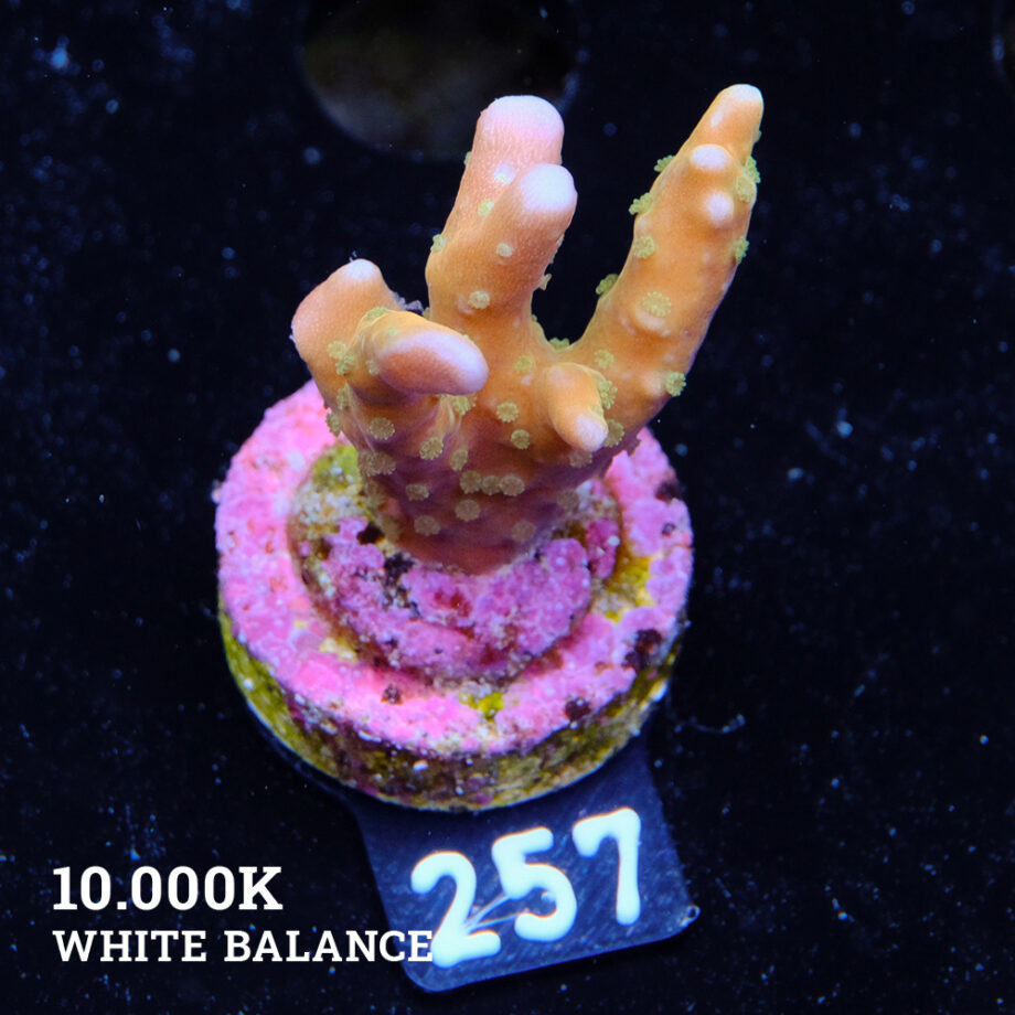 Anacropora 'Tropicana