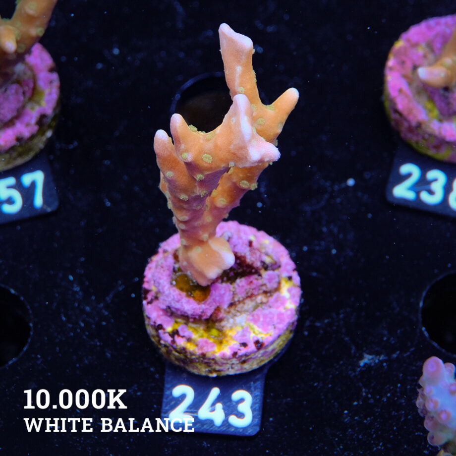 Anacropora 'Tropicana