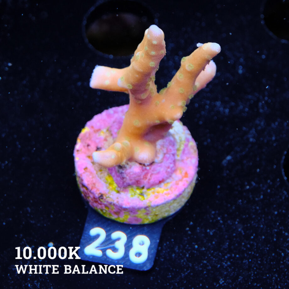 Anacropora 'Tropicana
