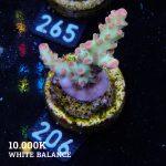 Acropora Microklados 'SSC'