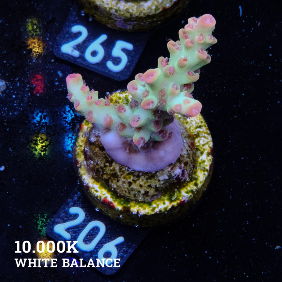 Acropora Microklados 'SSC'