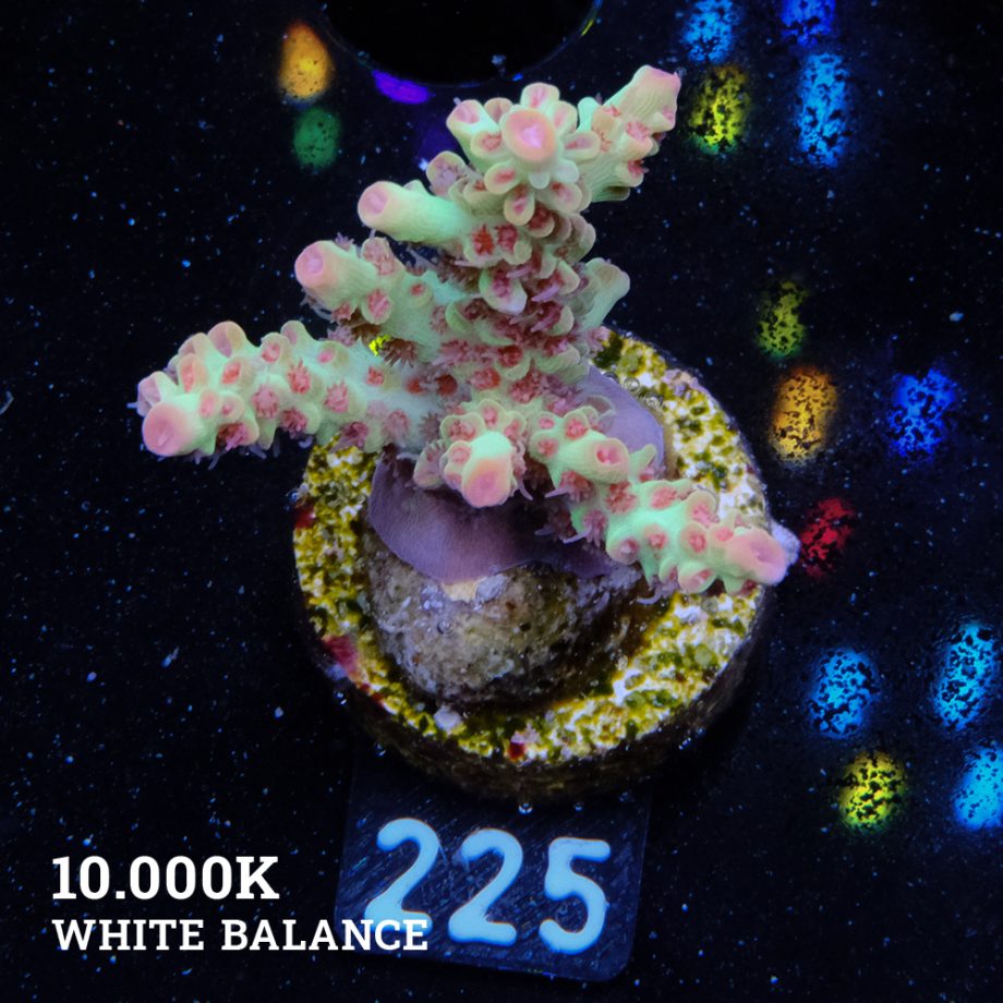 Acropora Microklados 'SSC'