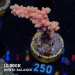 FM Dragons Breath