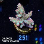 Acropora Microklados 'SSC'