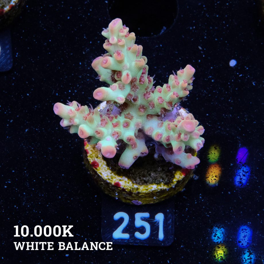 Acropora Microklados 'SSC'