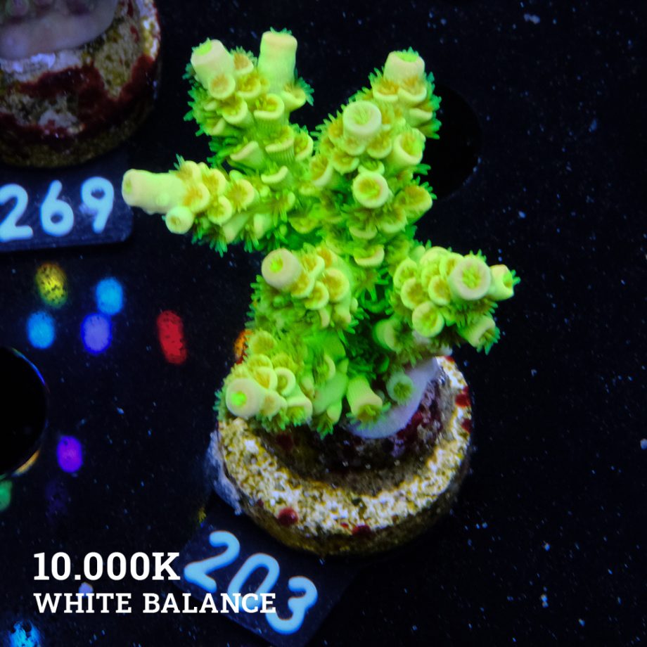 Acropora Tenuis 'Vert fluo