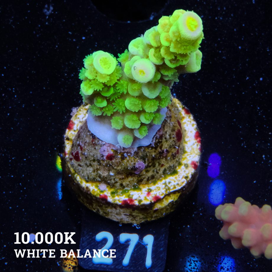Acropora Tenuis 'Vert fluo