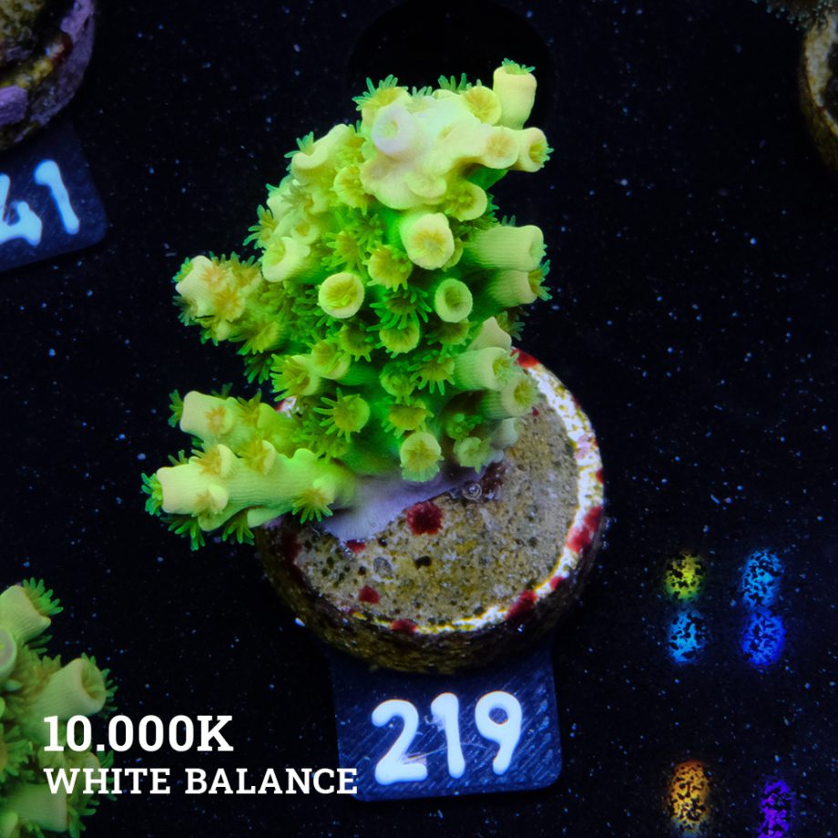 Acropora Tenuis 'Neon Green' (Verde neón)