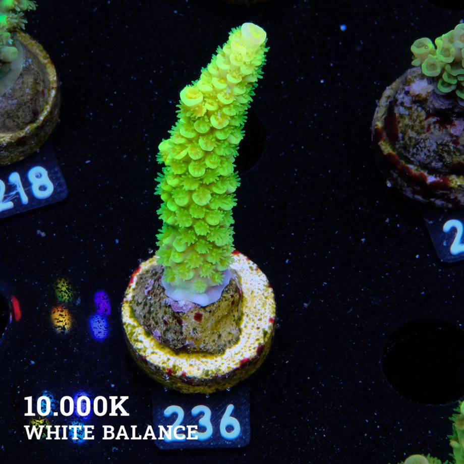 Acropora Tenuis 'Neon Green' (Verde neón)