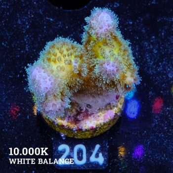 Poccilopora 'Yellow Base'