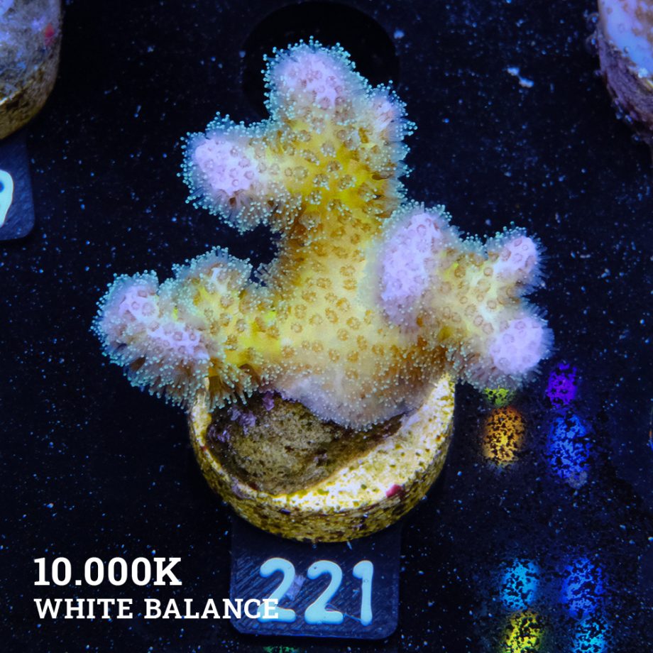Poccilopora 'Yellow Base'