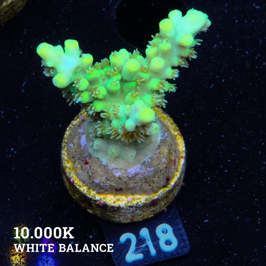 Acropora Aculeus