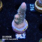 Acropora Millepora 'Pastel Rainbow'