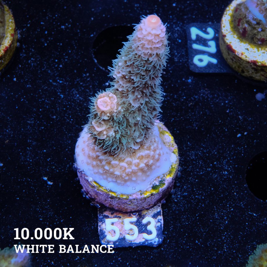 Acropora Millepora 'Pastel Rainbow' (Arco iris pastel)