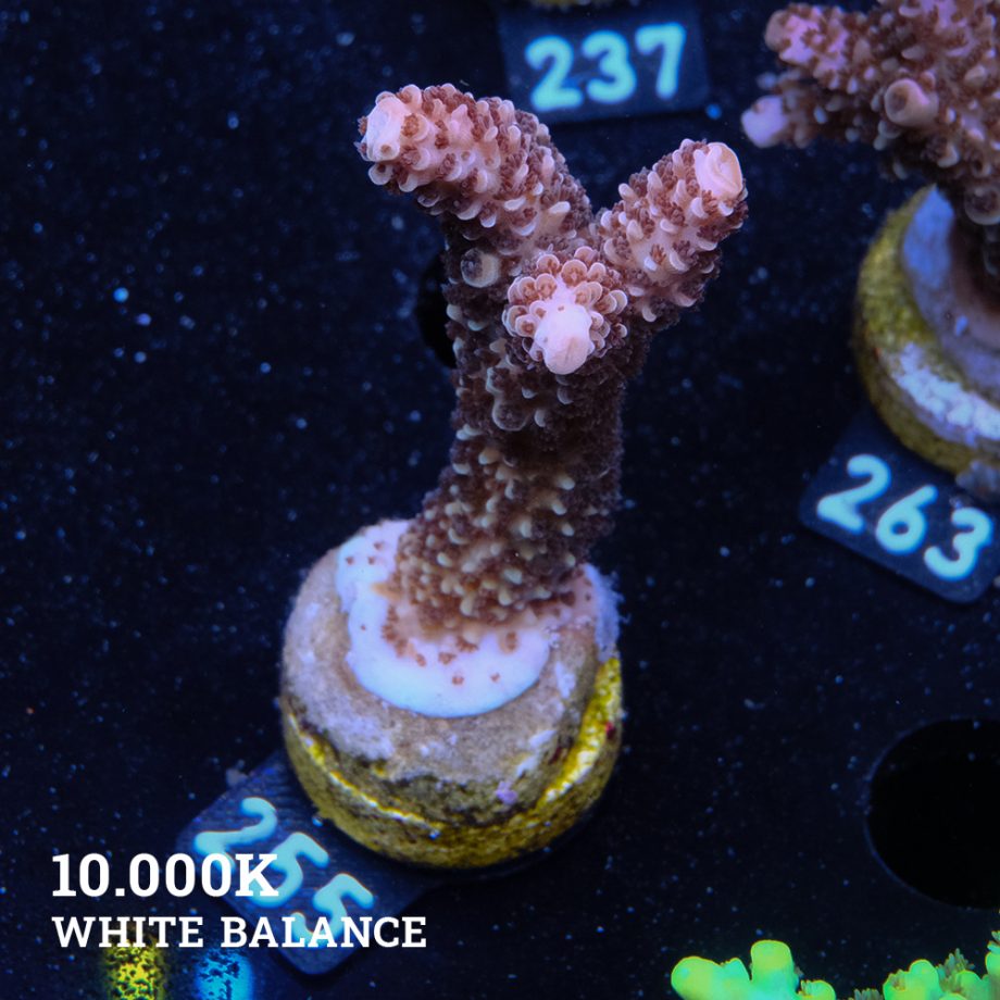 Acropora Aspera 'Grizzley'