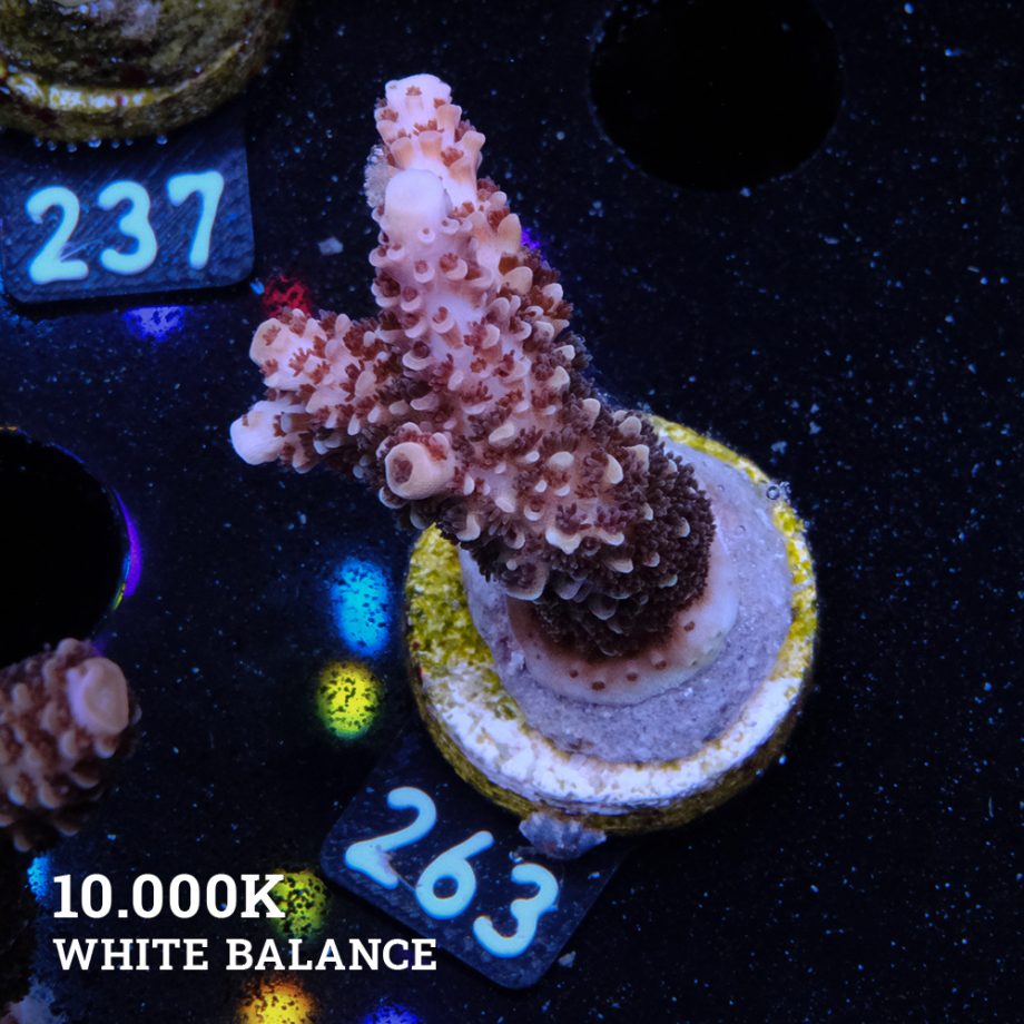 Acropora Aspera 'Grizzley'