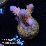 Acropora Gimmifera 'Rainbow'