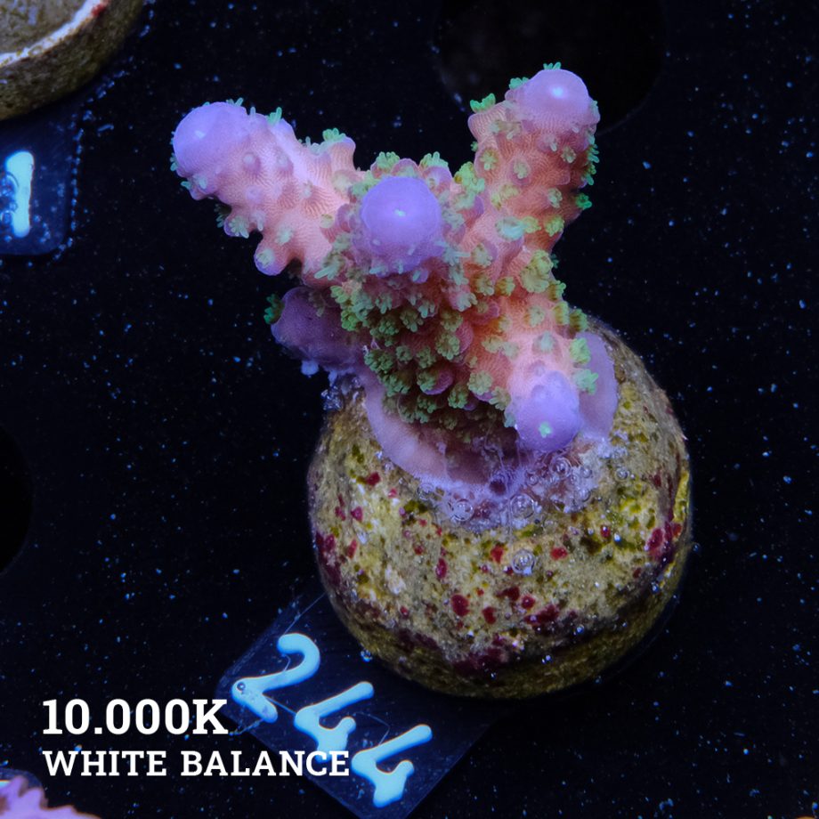 Acropora Gimmifera 'Rainbow'