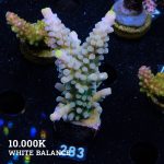 Acropora Austera 'Yellow Tips'