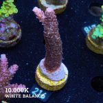 Acropora Aspera 'Grizzley'