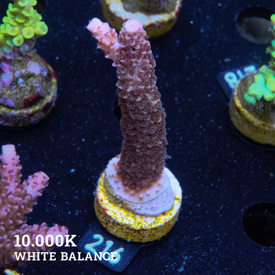 Acropora Aspera 'Grizzley'