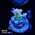 Acropora Tenuis B-Ware