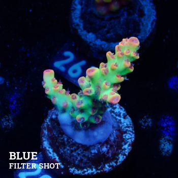 Acropora Microklados 'SSC'